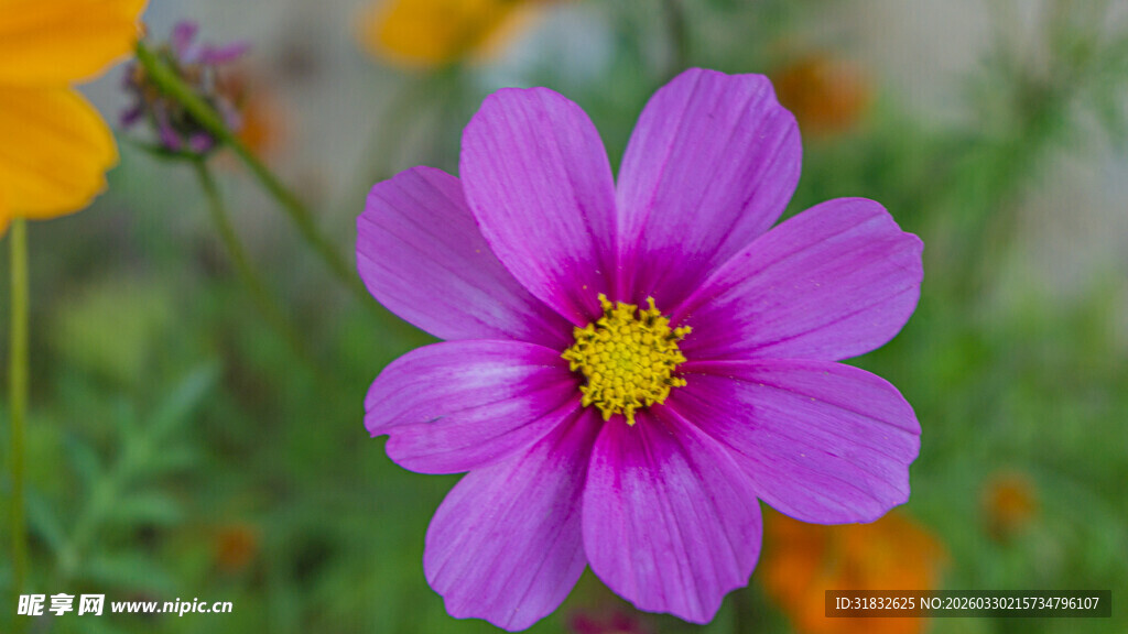 波斯菊 娇艳紫色格桑花特写