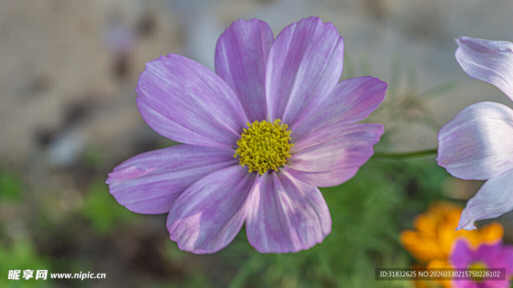 美丽波斯菊绽放