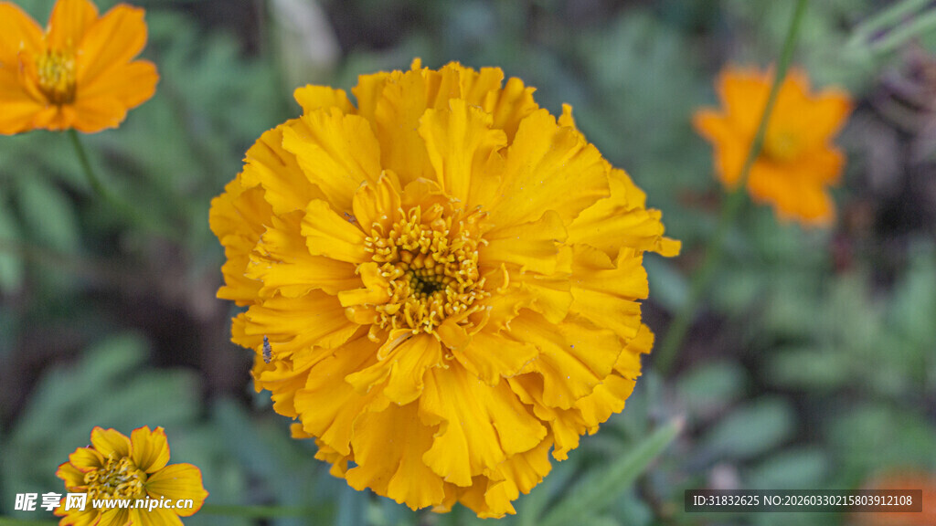 绽放的黄色万寿菊