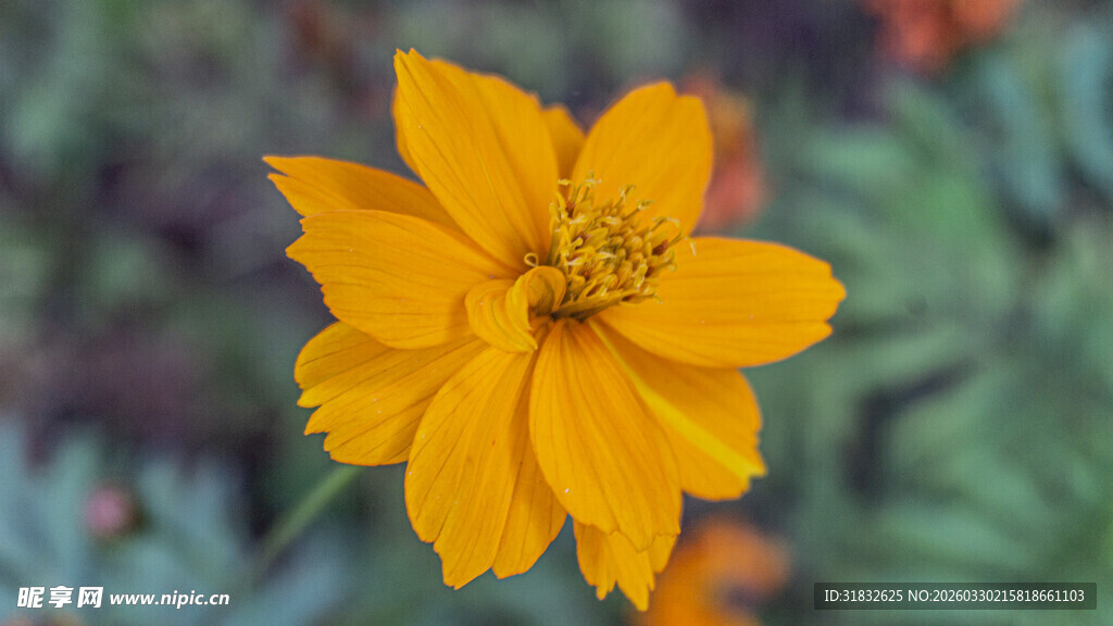 波斯菊 黄色小花特写