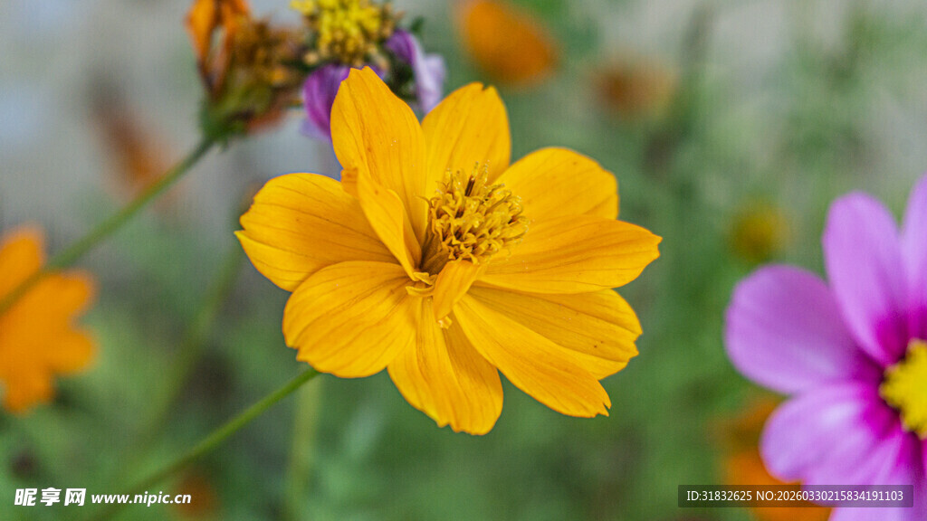 多彩波斯菊绽放