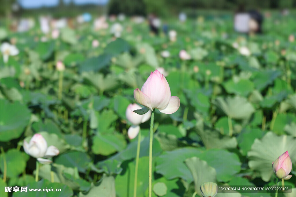 荷塘中的粉嫩荷花