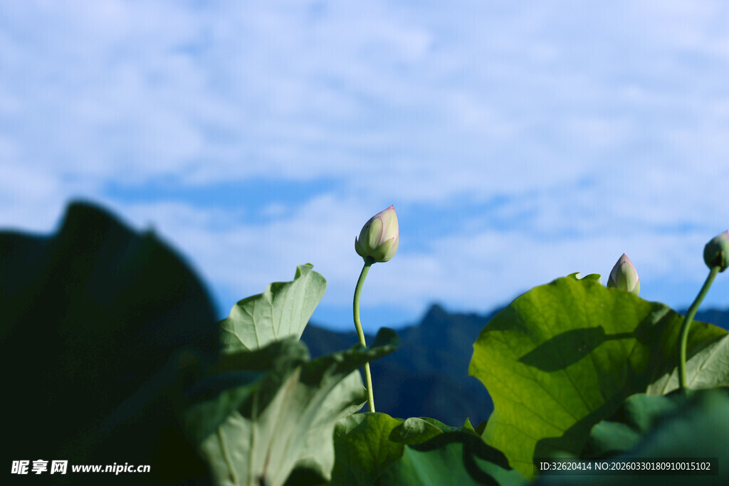 荷塘初绽的清新景致