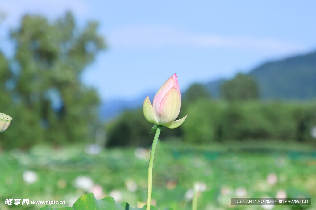 田野中绽放的粉嫩荷花
