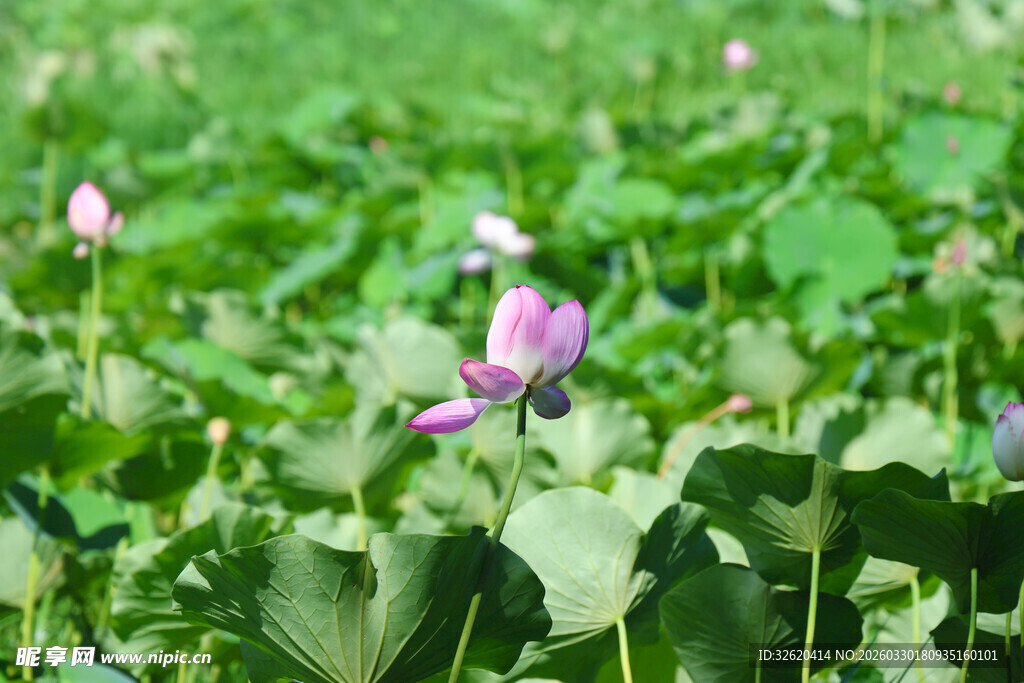 荷塘中绽放的娇艳荷花