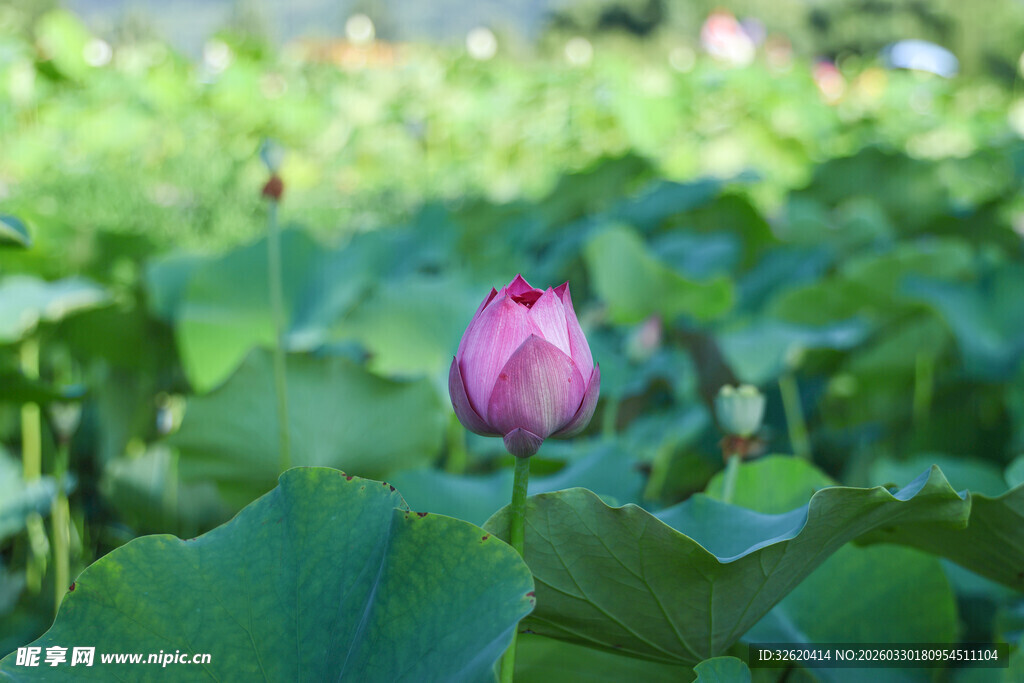 绽放的粉荷与翠绿荷叶