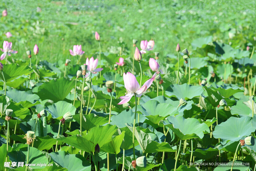 夏日荷花盛开的繁茂荷塘