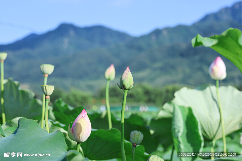 荷塘中的粉嫩荷花花苞
