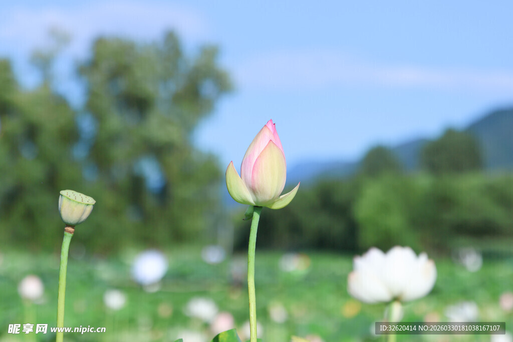 田野中绽放的美丽荷花