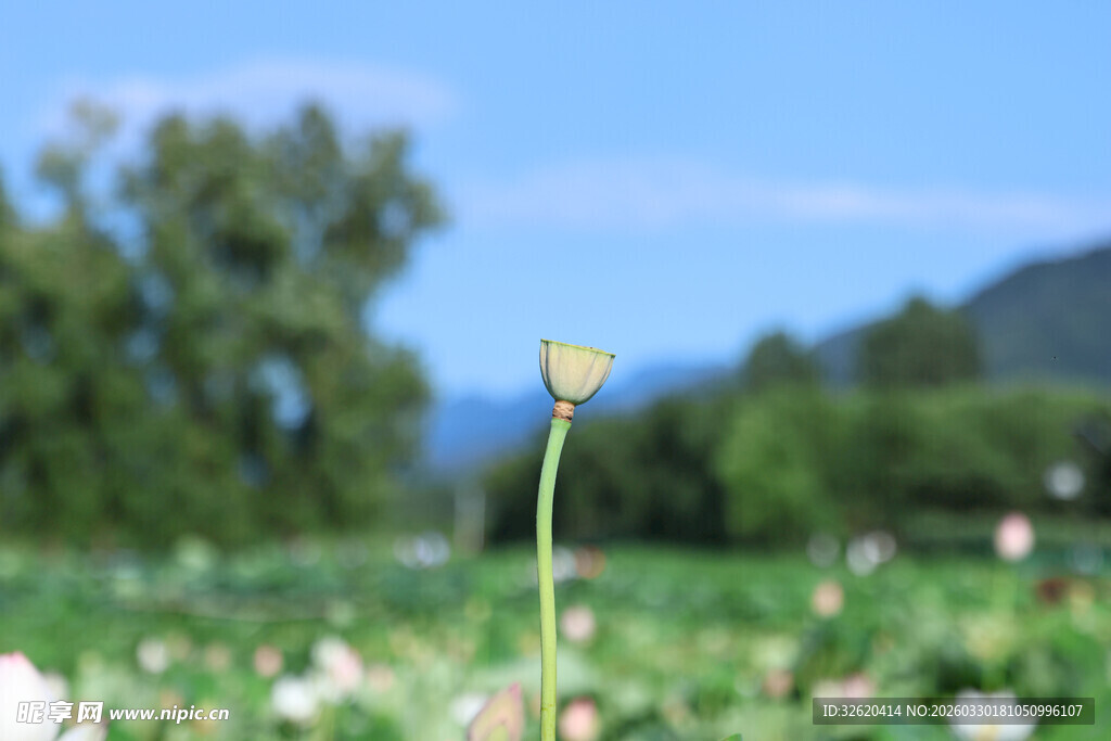 田野中的孤独小花