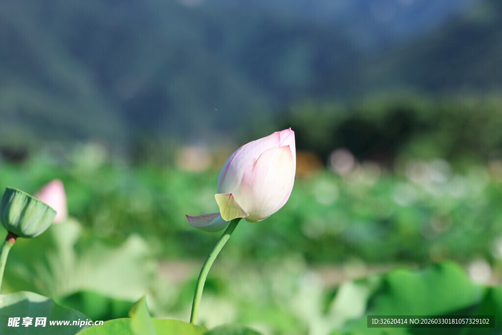 含苞待放的清新荷花