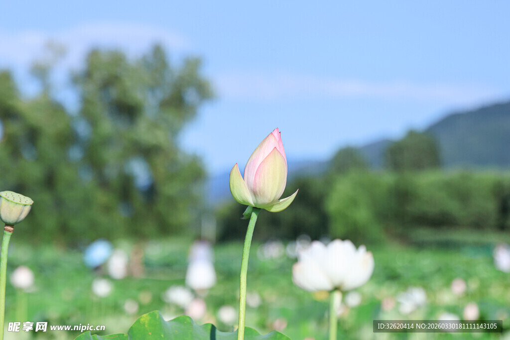 田野中绽放的清新荷花