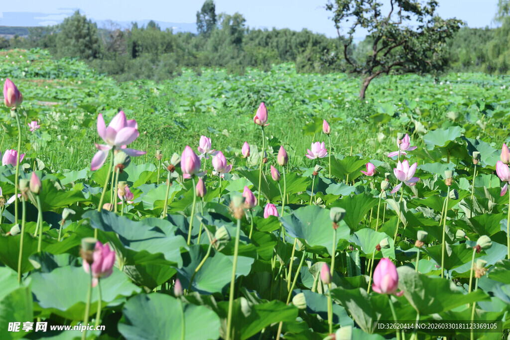 夏日荷花盛开的美丽荷塘