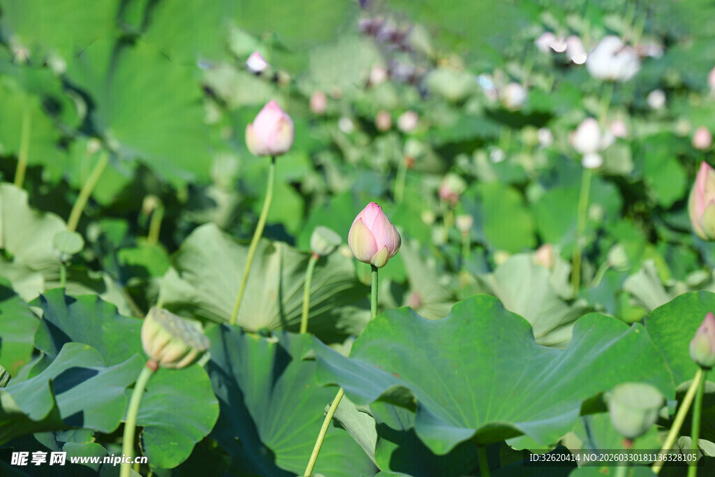夏日荷塘中的粉嫩荷花