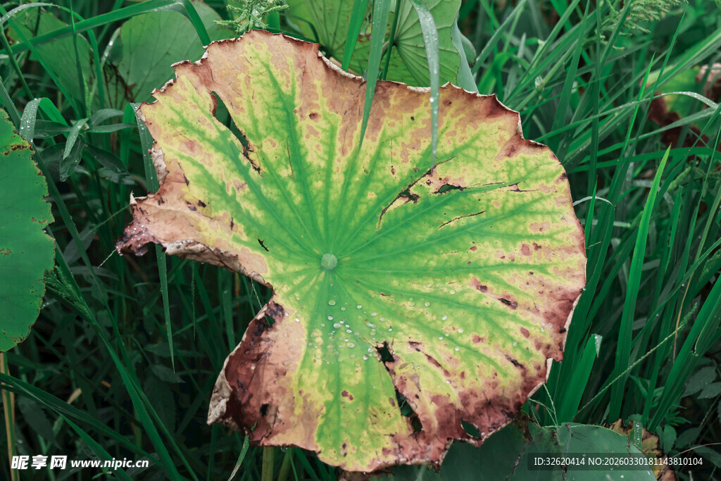 枯黄边缘的绿色荷叶