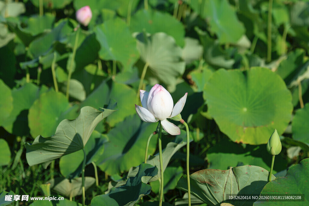 荷塘中的盛开的洁白荷花