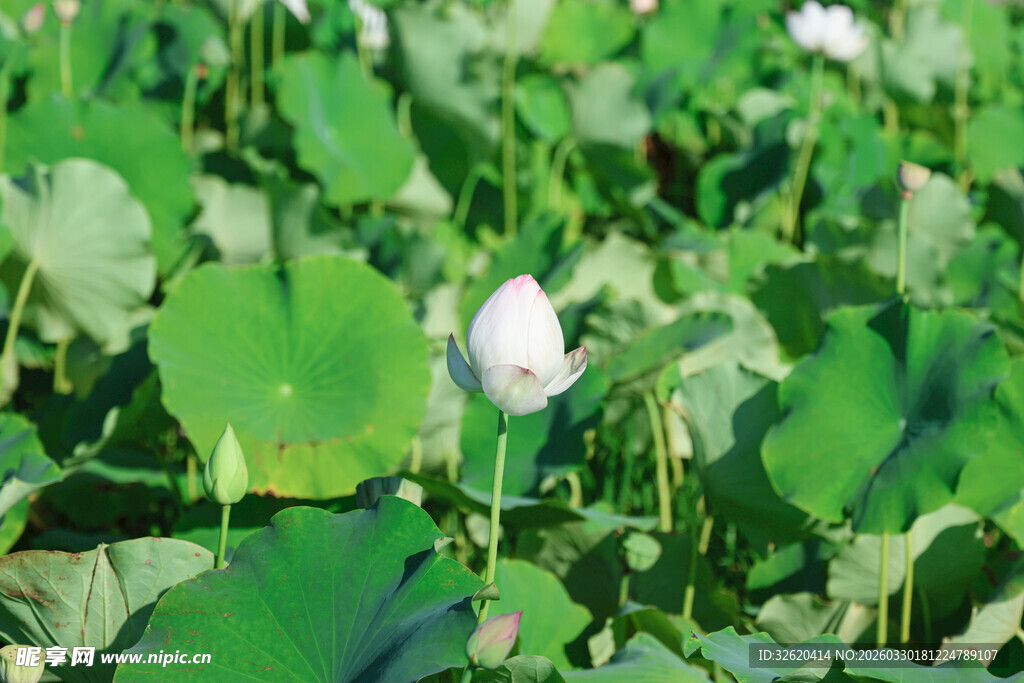 荷塘中绽放的洁白荷花