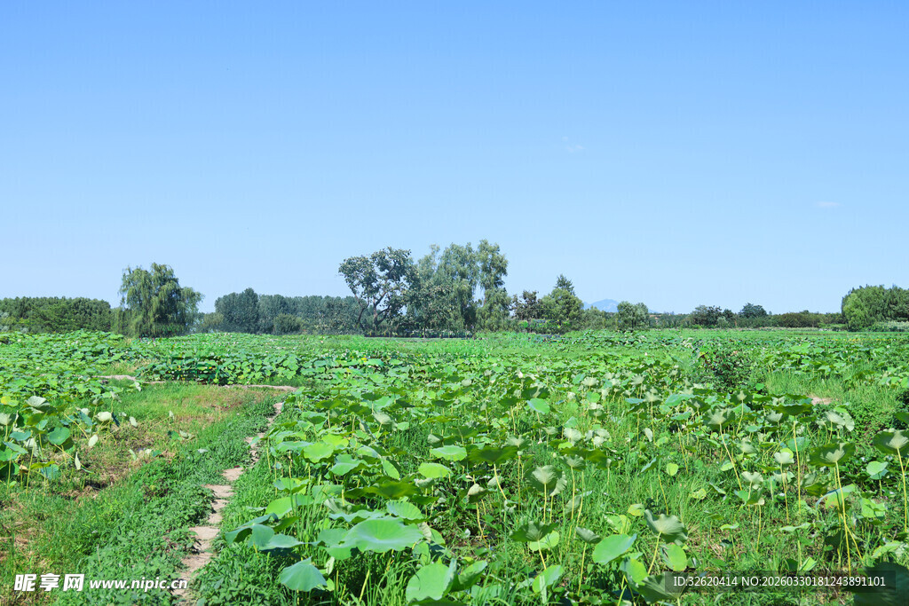 绿意盎然的广阔农田