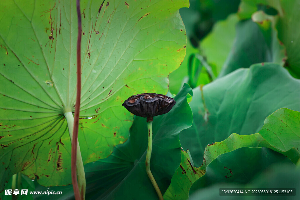 残荷挺立绿叶间
