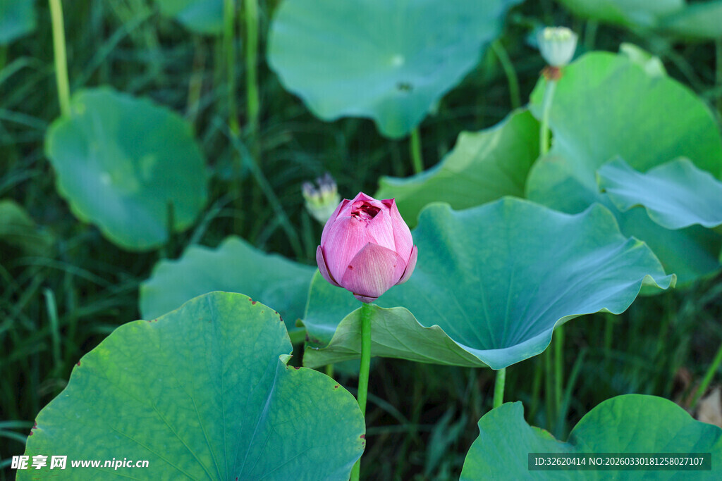 粉色荷花绽放于荷叶间