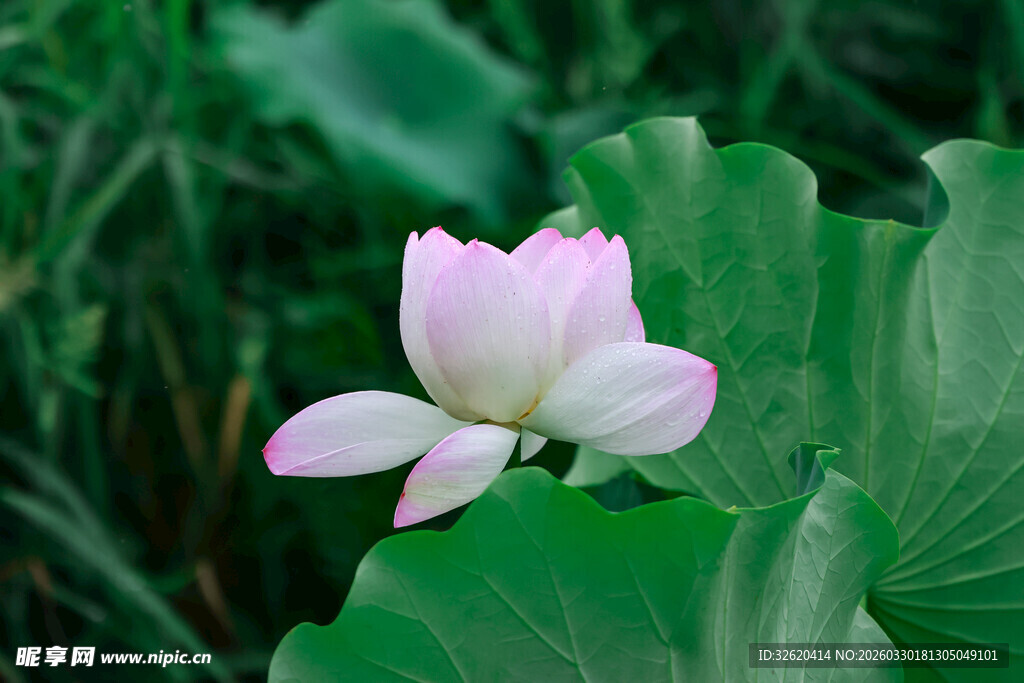 绽放的粉色荷花