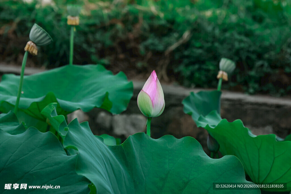 含苞待放的娇艳荷花