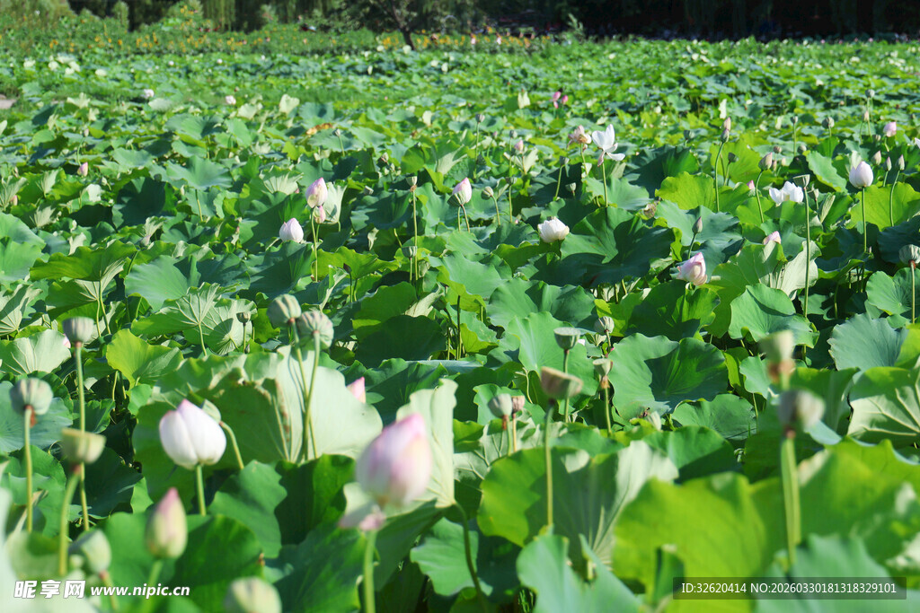 荷花盛开的繁茂荷塘景色