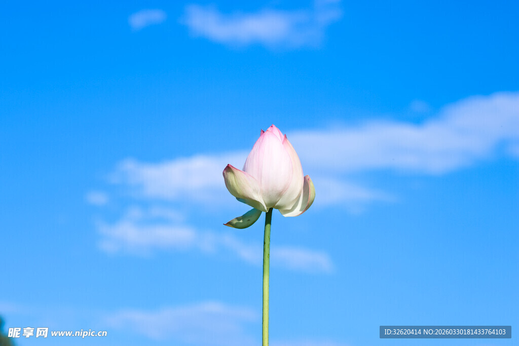 蓝天中的粉色单朵花蕾