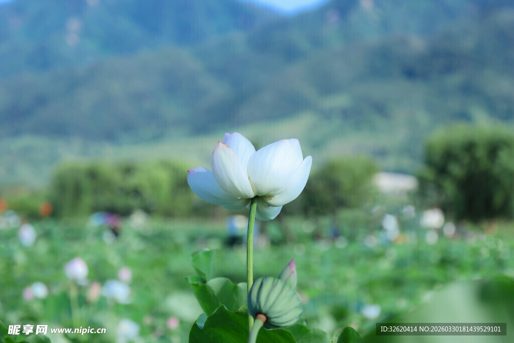 田野中的白色美丽花朵