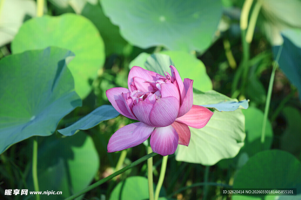 绽放的娇艳荷花