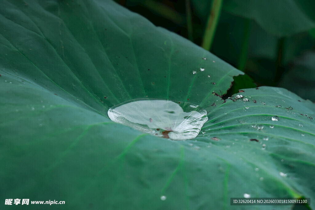 荷叶上的晶莹水珠