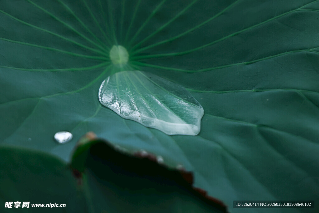 荷叶上的晶莹水珠