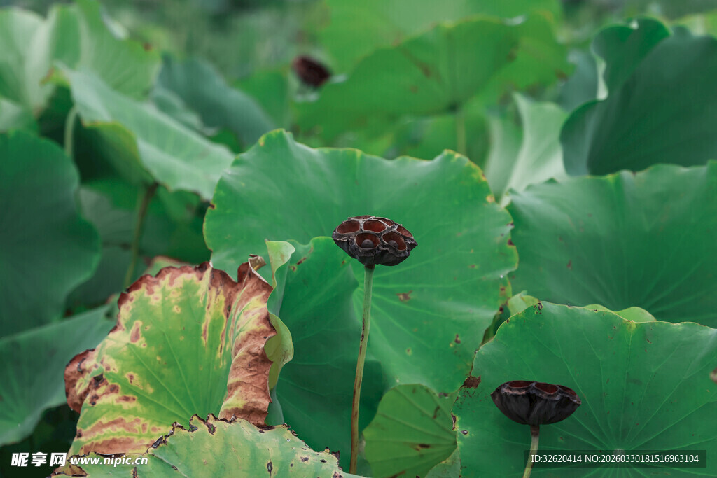 荷塘中枯萎莲蓬与荷叶