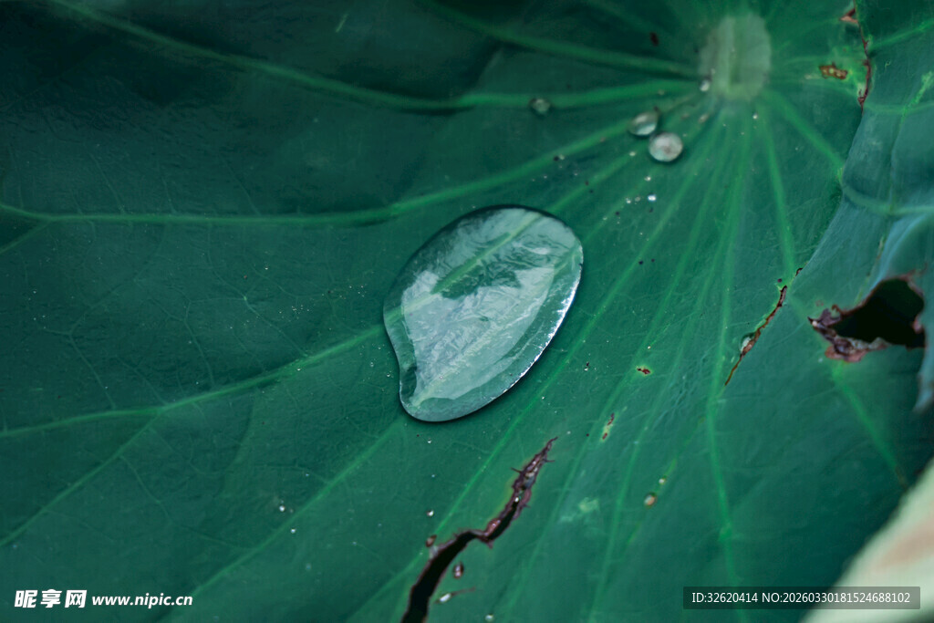 绿叶上的晶莹水滴