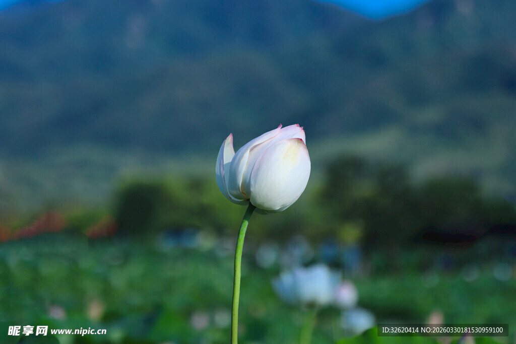洁白荷花独绽于绿野间