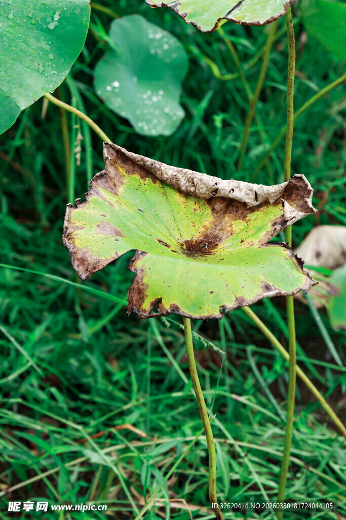 枯黄荷叶立于翠绿草丛中