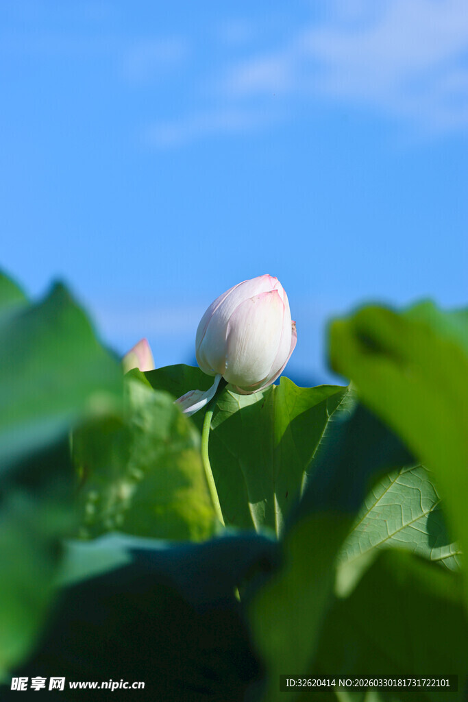 含苞待放的清新荷花