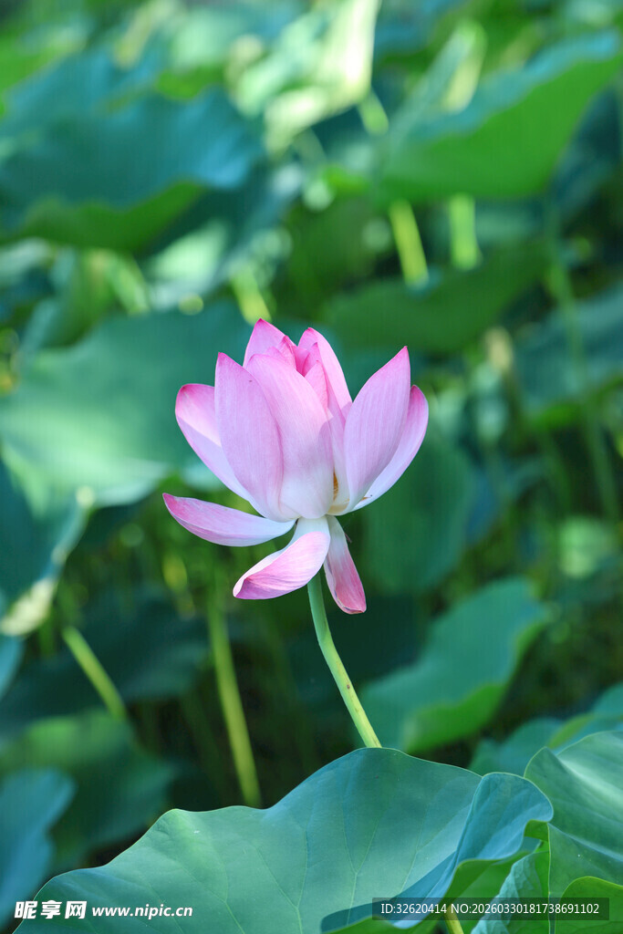 绽放的粉色荷花