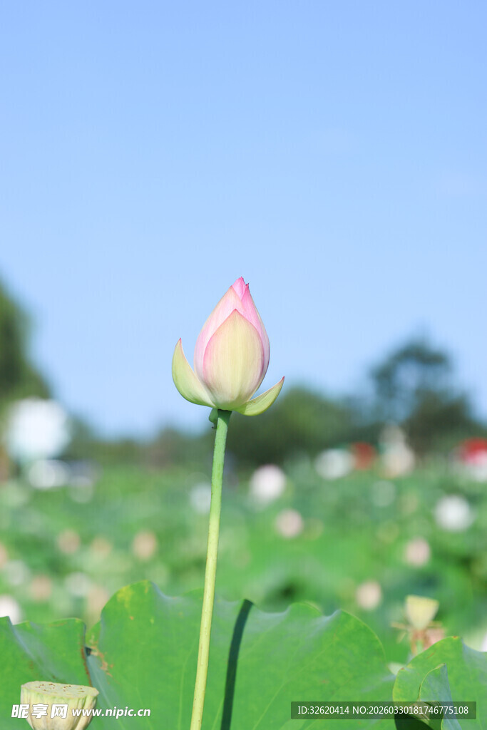 含苞待放的粉嫩荷花