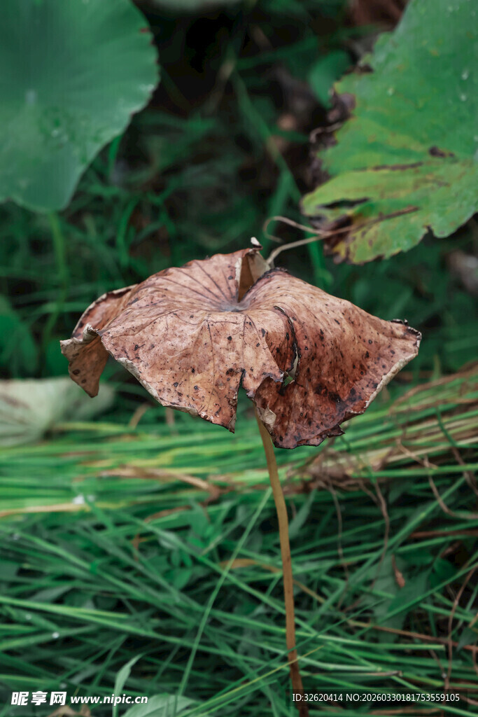 枯萎荷叶立于葱茏草丛中
