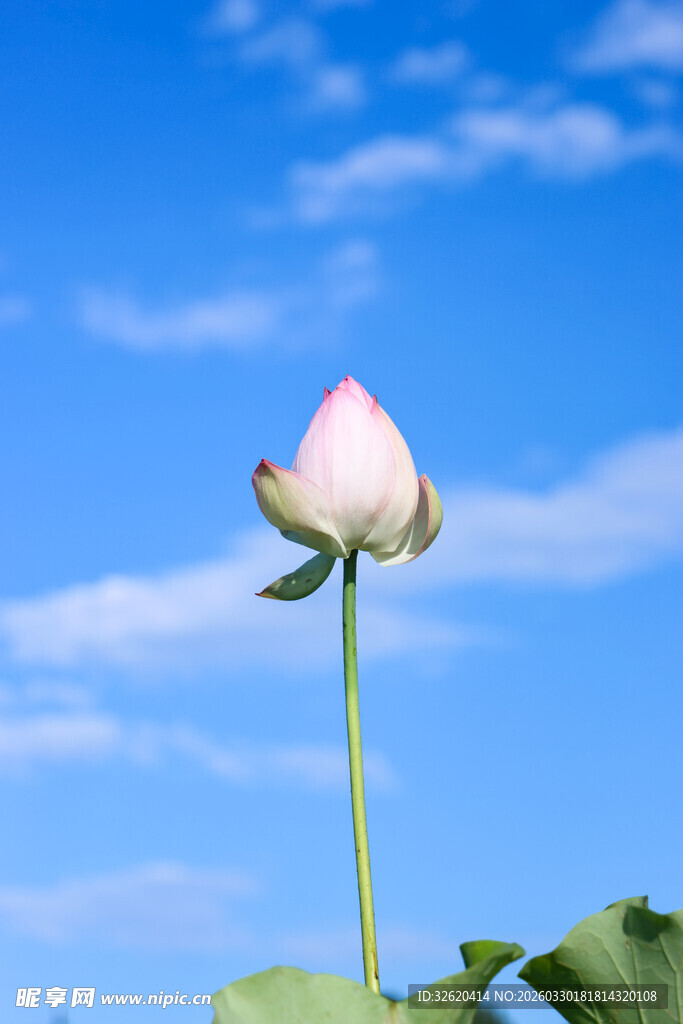 蓝天之下的娇艳荷花