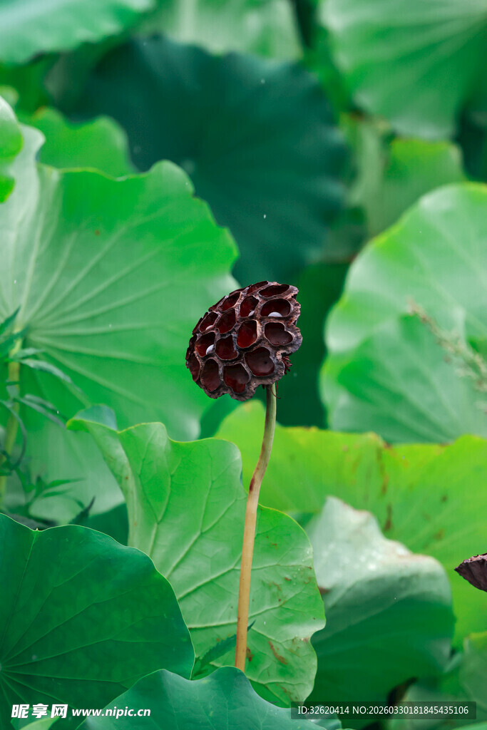 残荷挺立绿意间