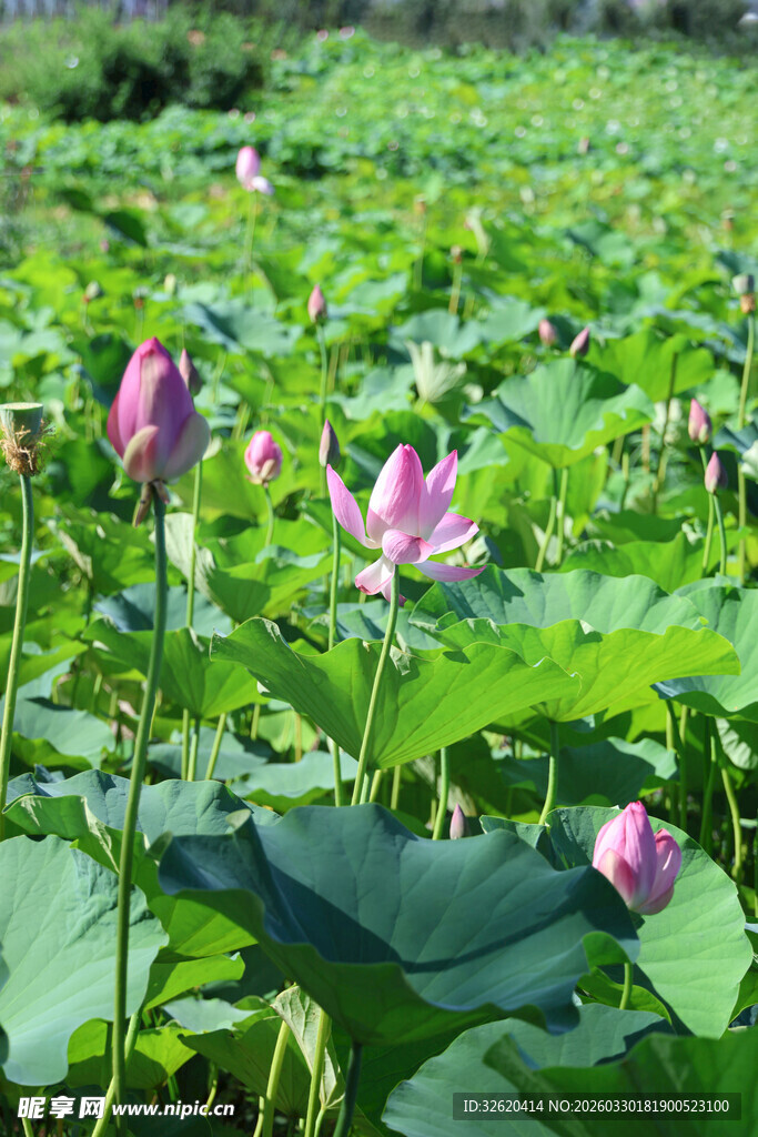夏日荷塘绽放的娇艳荷花