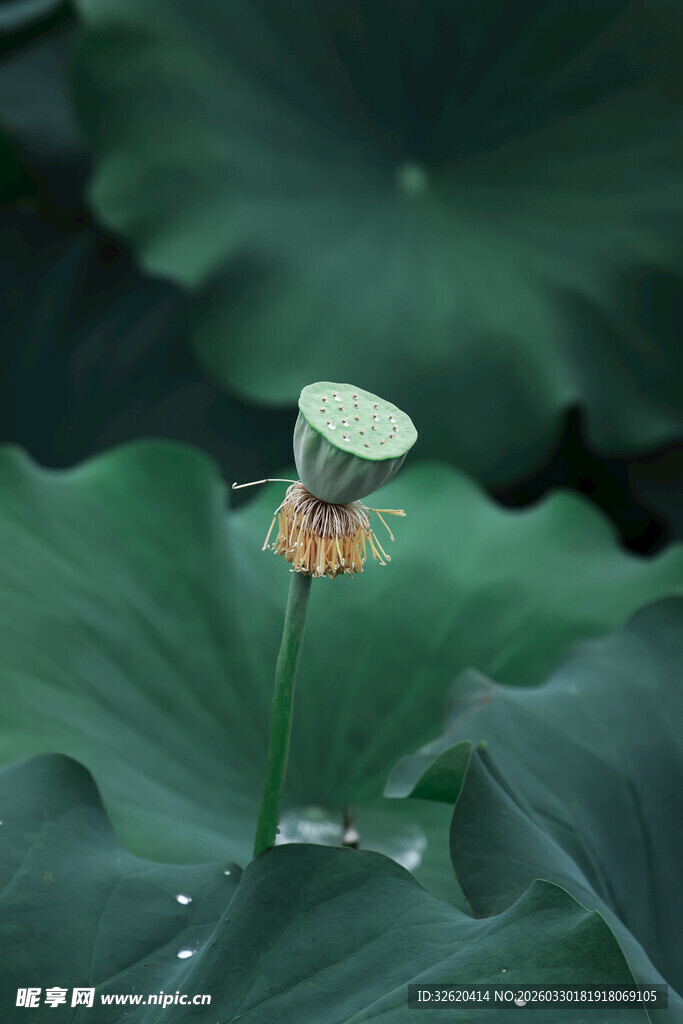 荷叶上的清新小莲蓬