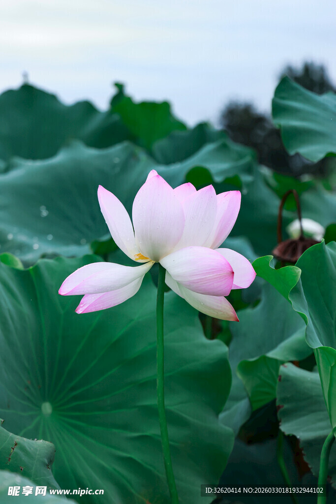 绽放的美丽荷花