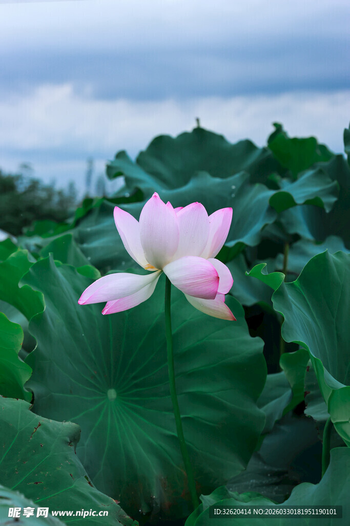 绽放的粉色荷花与荷叶