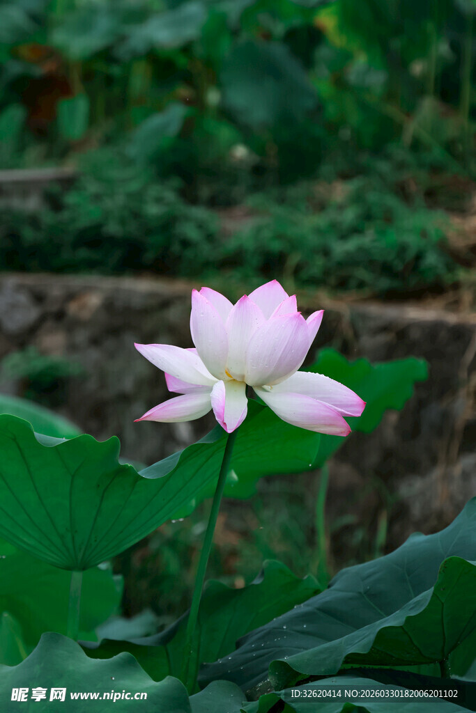 单朵绽放的美丽粉色荷花