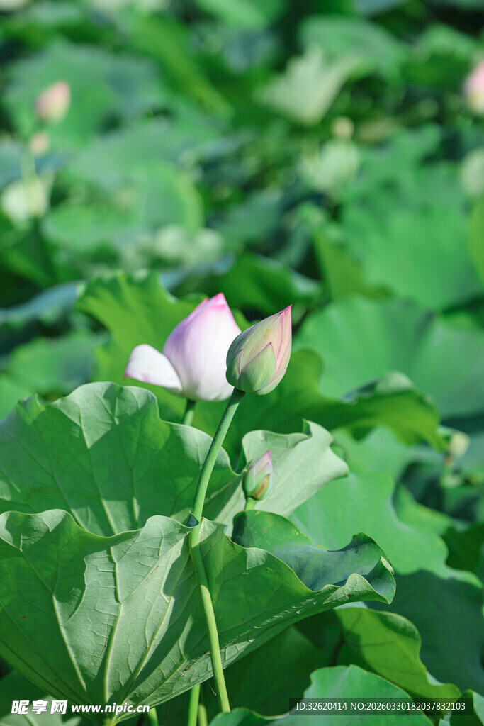 绽放的荷花与翠绿荷叶