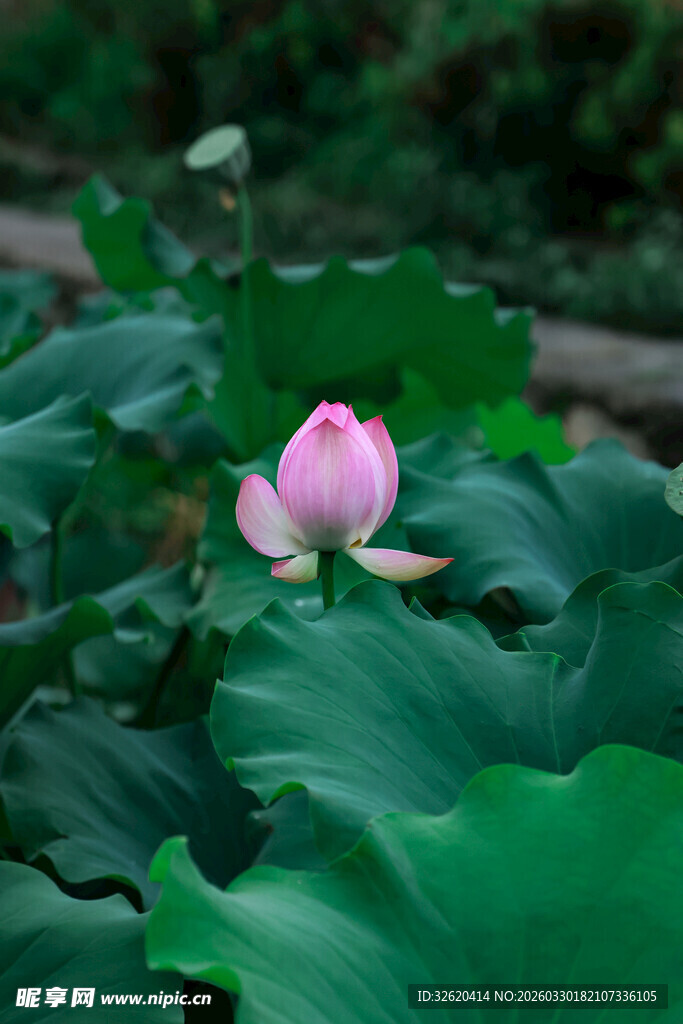 粉色荷花绽放于绿叶间