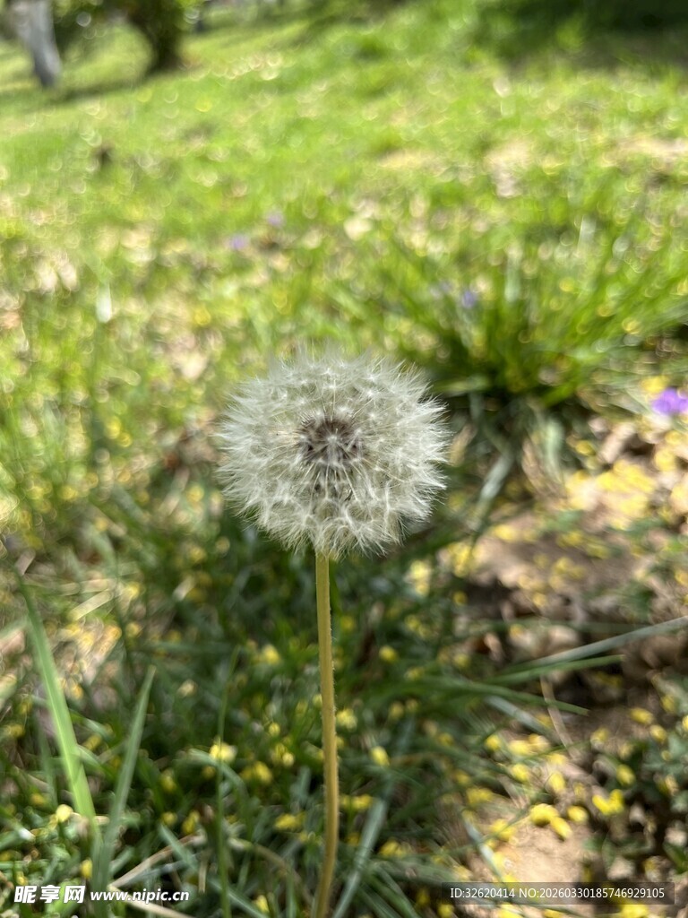 草地上的蒲公英